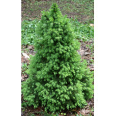 Ель Канадская Коника / Picea glauca Conica