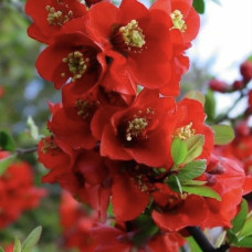 Айва японская "Кримсон энд голд" (Хеномелес) / Chaenomeles  "Crimson and Gold"