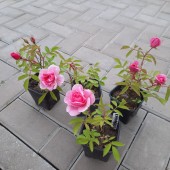 Роза канадская (розовая)