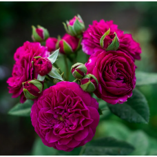 Роза «Перпл Лодж» / Rosa «Purple Lodge»
