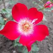 Роза почвопокровная "Руж Мейяндекор" / Rosa "Rouge Meillandecor"