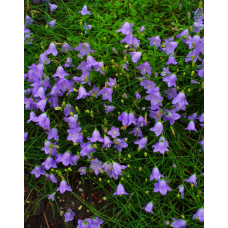 Колокольчик круглолистный "Лавендер" / Campanula rotundifolia "Lavender"