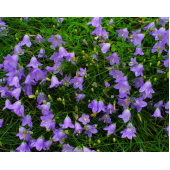 Колокольчик круглолистный "Лавендер" / Campanula rotundifolia "Lavender"