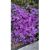 Флокс шиловидный "Purple Beauty" / Phlox subulata "Purple Beauty"