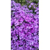 Флокс шиловидный "Purple Beauty" / Phlox subulata "Purple Beauty"